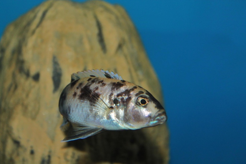 Genyochromis mento 'Lundo Island'
